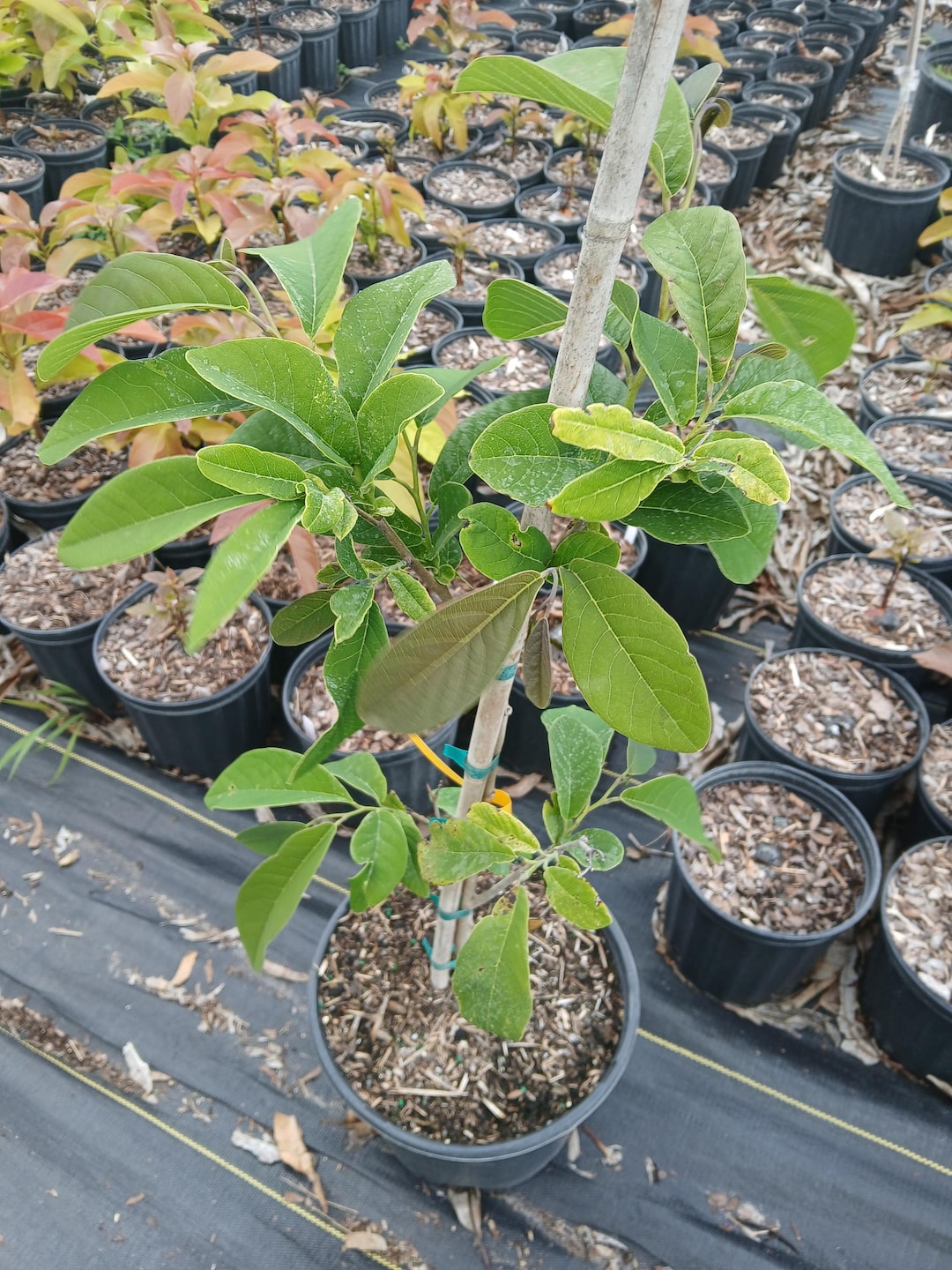 RARE Ilama Fruit Tree (annona Diversifolia) - 3 Gallon - Etsy