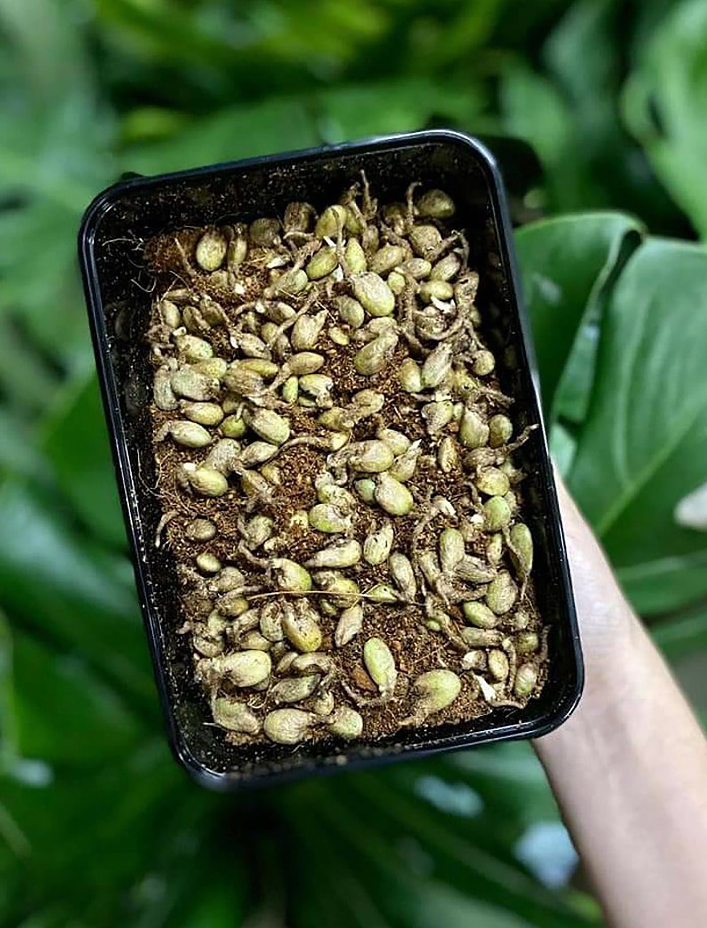 5 Bottiglie Con Puntale Ad Ago 30ml - Con 6 Aghi E 12 Tappi Per Applicazioni Di Precisione