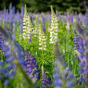 Lupine field in bloom. New Hampshire