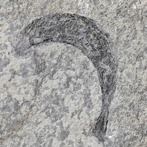 Lustige Devon BANANE Fossile Pflanze Sporangia Rebskia musaeformis Sporangium Spore Emsian Willwerath Klerf Formation