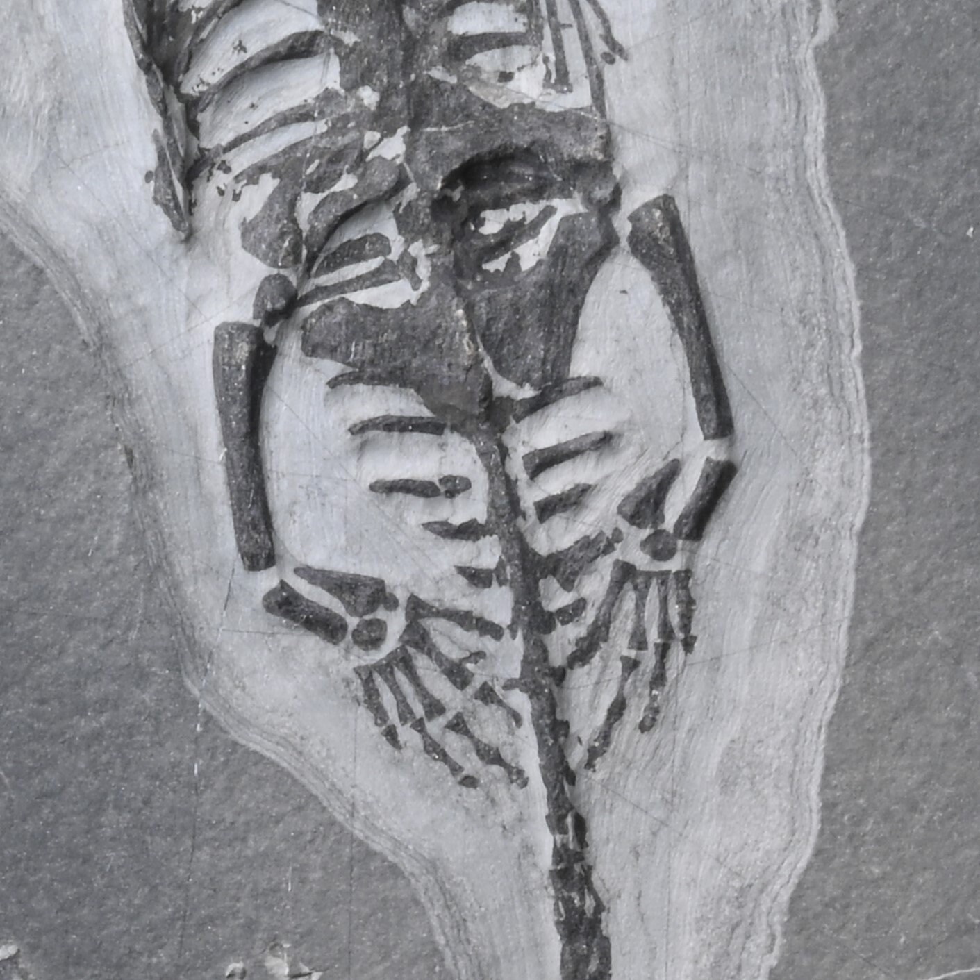 Double Keichousaurus Hui Skeleton With Skull Fossil 17cm - Etsy