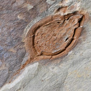 Echinoderma primitivo fossile Elliptocinctus barrandei Coulouma Francia Montagne Noire Paradossi
