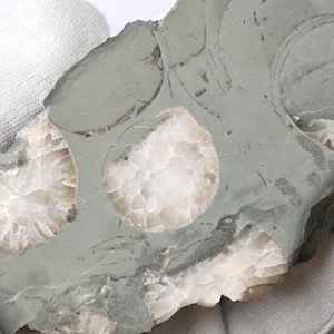 Fossile di cristallo Echinosferiti calcare tagliato e lucidato Motala Svezia Lago Vättern echinoderma