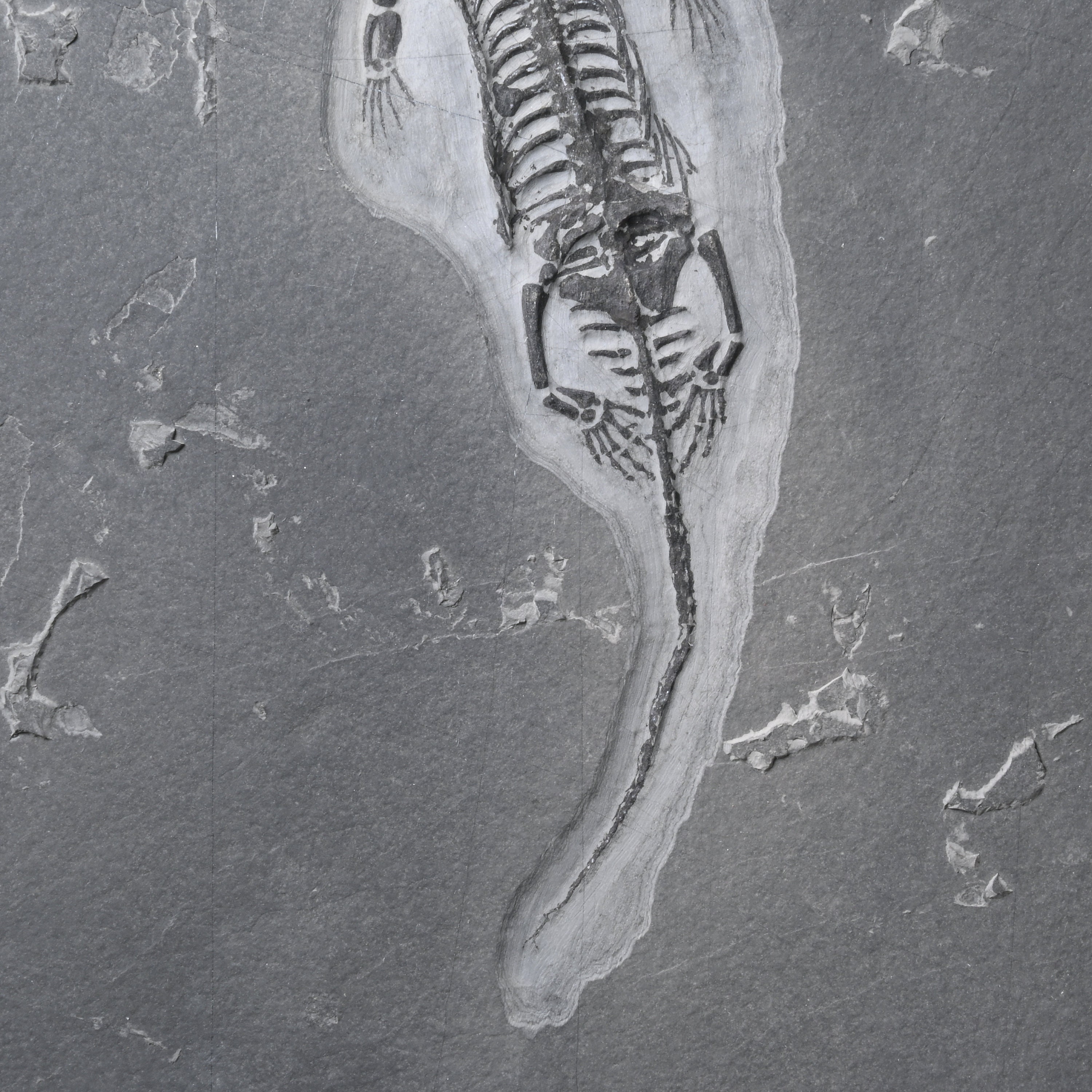 Double Keichousaurus Hui Skeleton With Skull Fossil 17cm - Etsy