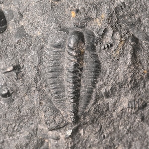 RARE Complete Leptoplastus sp. Trilobite Andrarum Scania Sweden Zone Fossil Cambrian Furongian