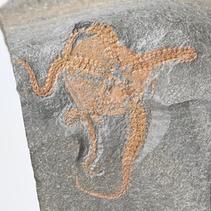 Stella marina fossile Ordoviciano Ofiuride Stella fragile Stella fragile fossile Echinoderma Crinoide Paleontologia