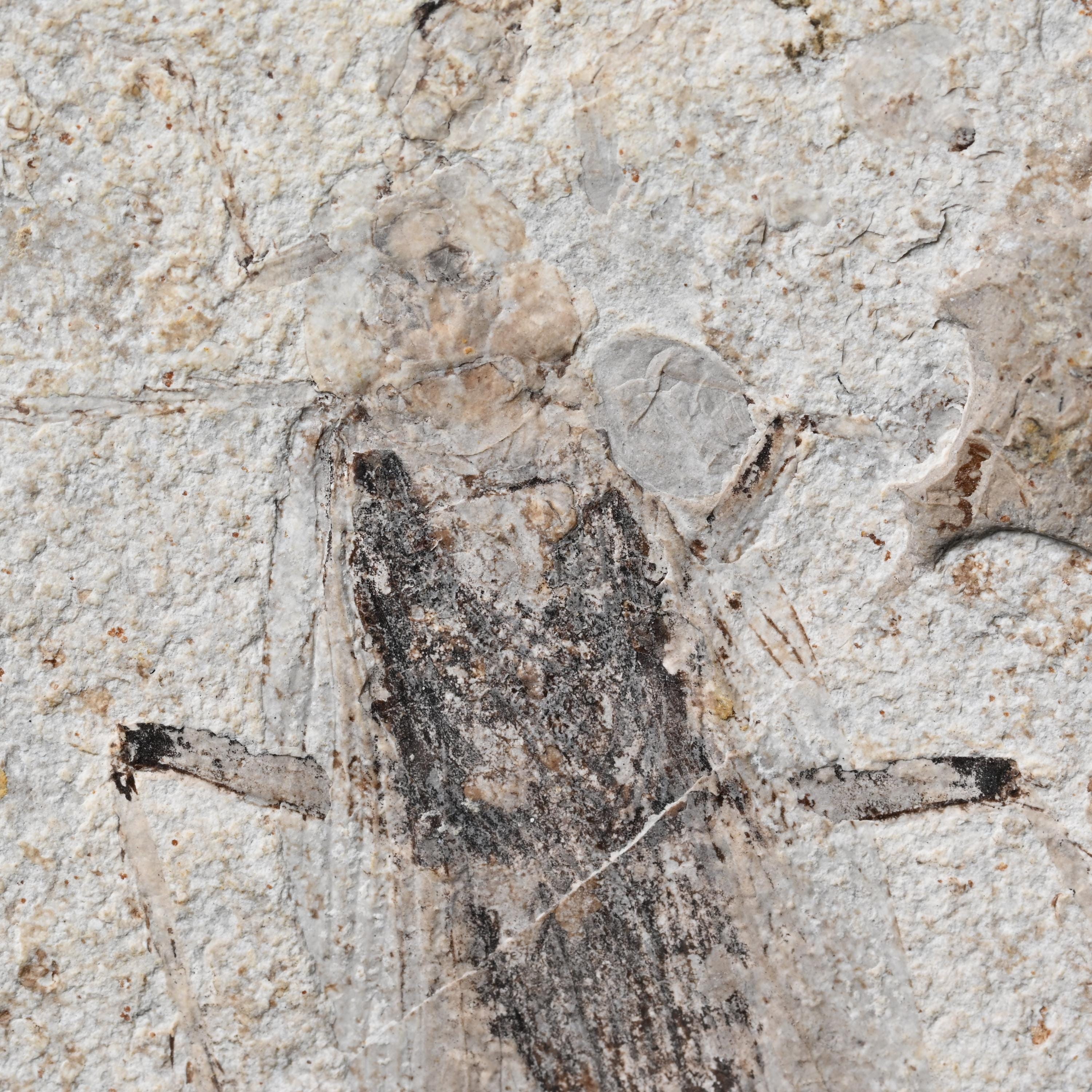 ジュラ紀のゴキブリの化石昆虫 ダオフゴウ 内モンゴル 中国 恐竜時代