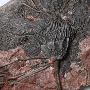 Original Fossil Crinoid Colony Silurian Scyphocrinites elegans Morocco Boutchrafin Pridolian Sea-lily Sealily Seelilie