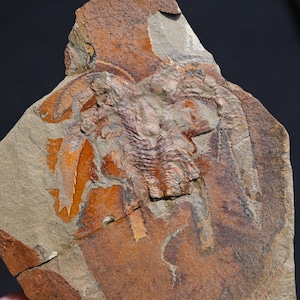 Nuova specie di artropodi fossili di Fezouata Marrellidae aff. Furca Ordoviciano Marocco Eccezionale Conservazione Lagerstätte