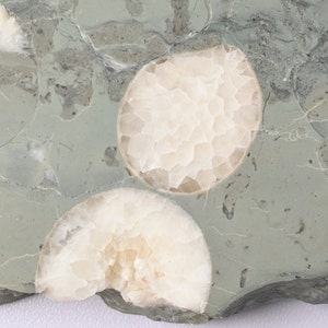 Echinosphaerites dell'Ordoviciano tagliato e lucidato Motala Sweden Lake Vättern echinoderma