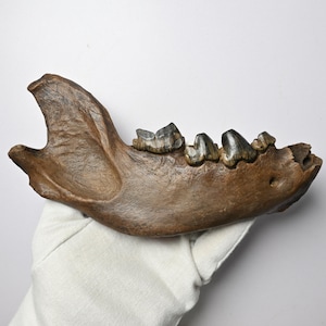 Museum-quality Cave Hyena Fossil Lower Jaw  Crocuta spelaea Mandible Siberia Permafrost Amur Mammoth Ice Age Hyaena