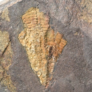 Fósil ENIGMA Cornulites sp. colonia Ordovícico Animal misterioso Marruecos relacionado con los braquiópodos?