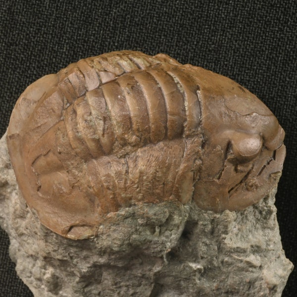 RARE Niobella Sweden Trilobite Fossil Ljungsbro Östergötland Ordovician Darriwilian