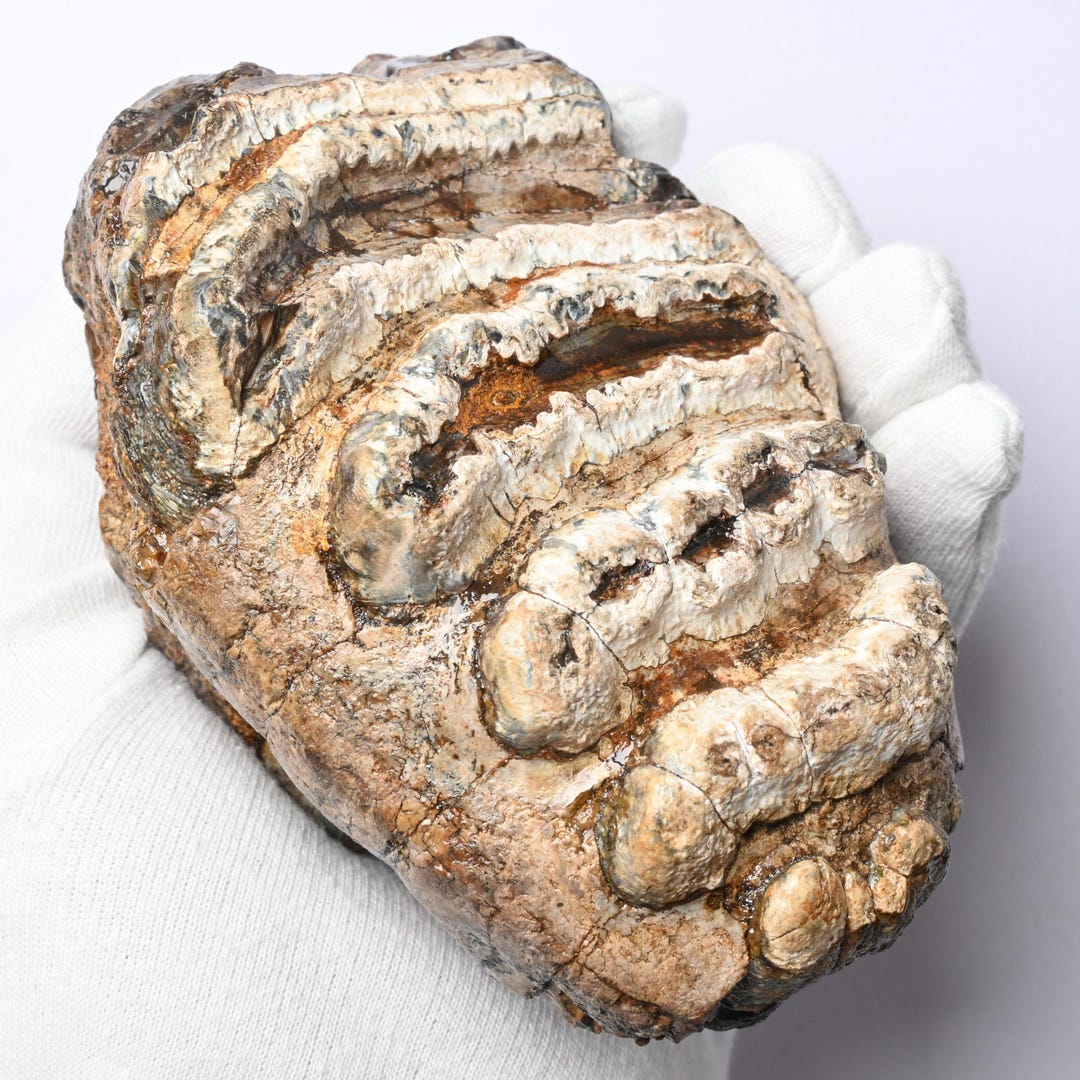 Fossil Stegodon Tooth Molar Sangiran Indonesia Pleistocene Solo River ...