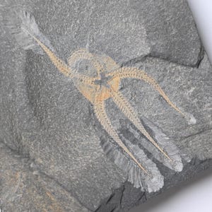 Stella marina fossile Ordoviciano Ofiuride Stella fragile Stella fragile fossile Echinoderma Crinoide Paleontologia