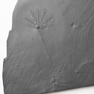 Raro fossile di crinoide di Bundenbach con apparato radicale Thallocrinus sp. Ardesia dell'Emsiano Devoniano Hunsruck Germania
