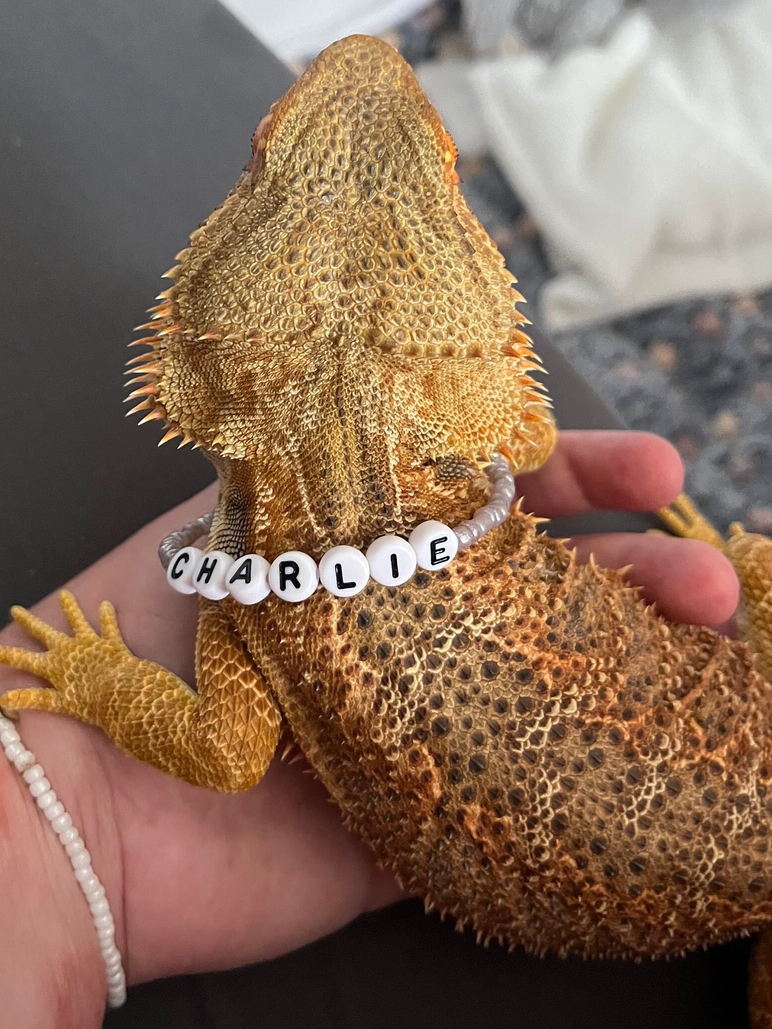 Bearded Dragon Tag 