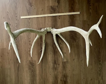 May include: Large, off-white elk antlers with multiple tines, lying on a wooden floor. A wooden ruler is placed near the antlers for scale. The antlers have a natural, weathered appearance.