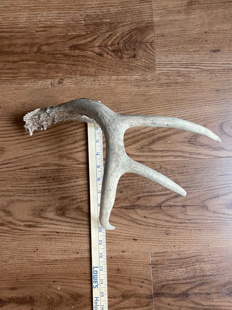 Deer Antler Shed Etsy