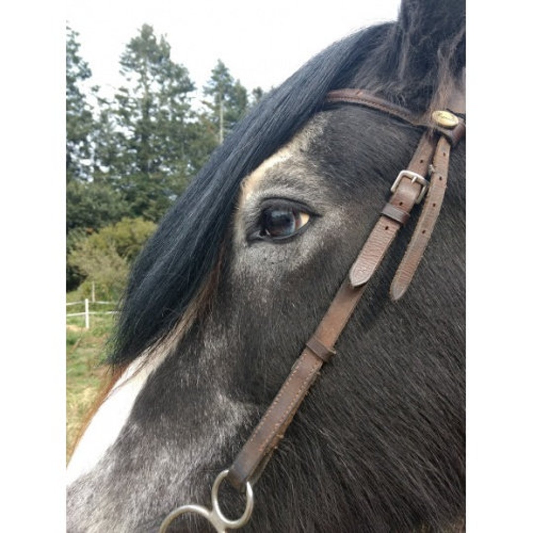 Horse Hair False Forelock Extension fits to Bridle or Halter. Extend