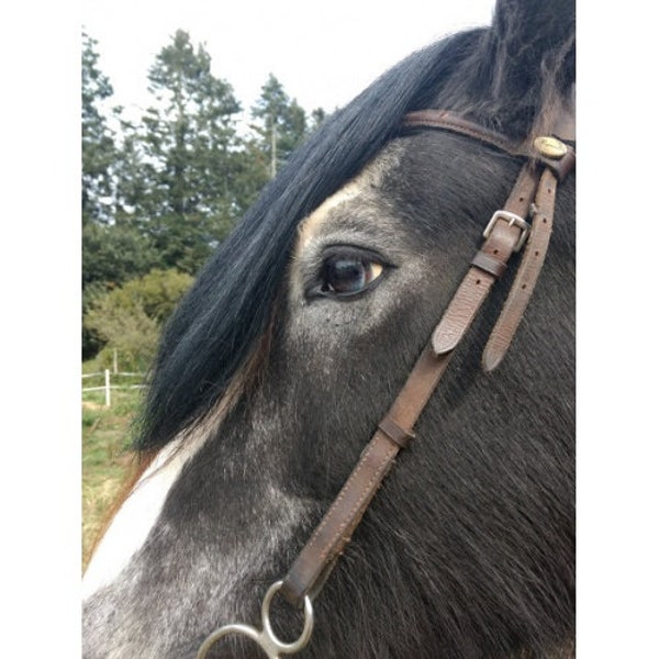 Extension de faux toupet en crin de cheval - Convient à la bride ou au licou. Déployez le toupet de votre cheval. aide aussi à la protection contre les mouches !