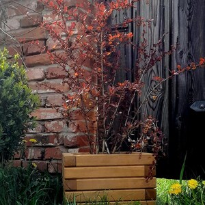 May include: A wooden planter box with a red-leaved shrub growing inside. The planter is sitting on a bed of green grass in front of a brick wall and a wooden door.