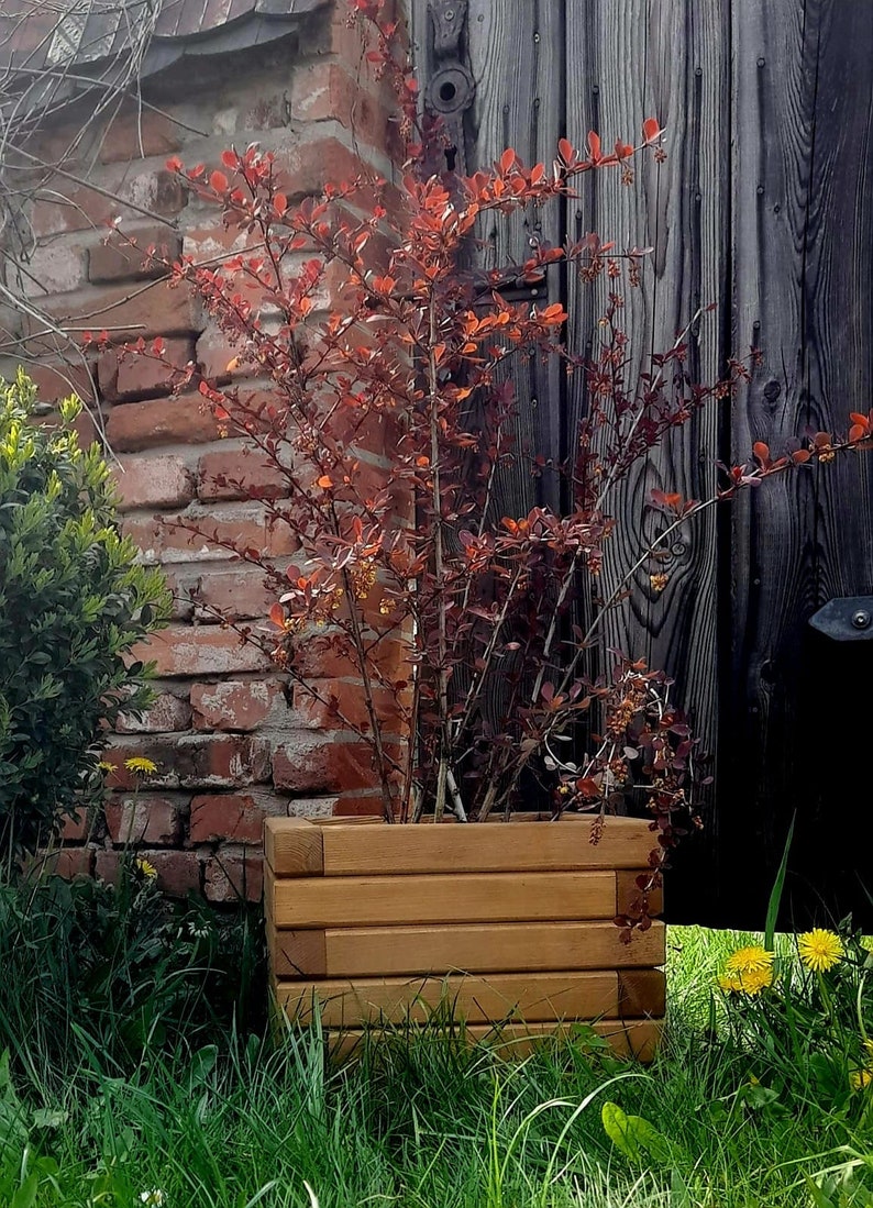 May include: A wooden planter box with a red-leaved shrub growing inside. The planter is sitting on a bed of green grass in front of a brick wall and a wooden door.