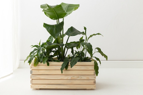 pedestal planter indoor Kati Von Lehman Large Pedestal Planter in White  Cedar & Hyde Mercantile
