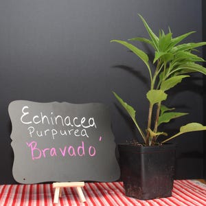 May include: A green Echinacea Purpurea Bravado plant in a black square plastic pot next to a black chalkboard sign on a small wooden easel. The sign features the white and pink handwritten text Echinacea Purpurea Bravado in a script style.