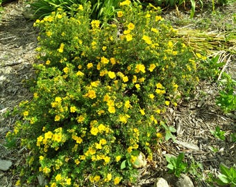 Goldfinger Potentilla Shrub, Live Starter Plant, Yellow Flowers