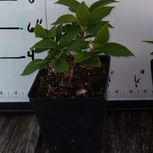 Silver Dollar Hydrangea, Hydrangea paniculata &#39;Silver Dollar&#39; One (1)  4 1/2&quot; Live Starter Plant! Butterfly garden! Hydrangea live plant!