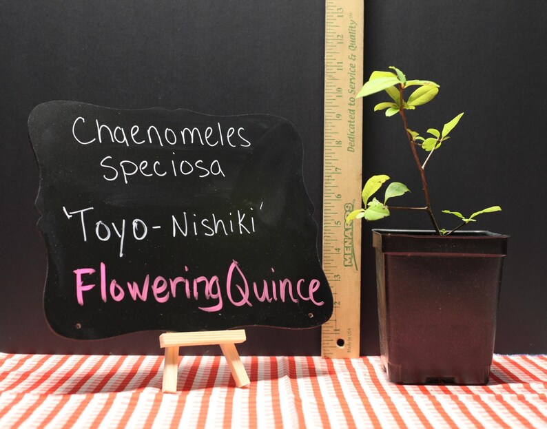 Nishiki Ruler Quince 'toyo Nishiki' - Live Starter Plant (4.5