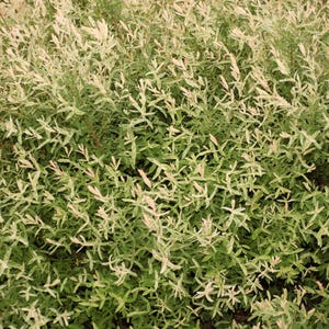 May include: A dense, close-up view of a plant with small, light green leaves and white tips. The leaves are clustered together, creating a textured appearance. The plant appears healthy and vibrant, with a natural, organic aesthetic.