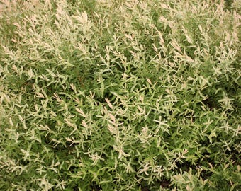 Dappled Willow 'Hakuro Nishiki' Live Starter Plant, 4.5" Pot, Variegated foliage!