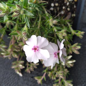 May include: Close-up of a flowering plant with delicate white petals and a vibrant pink center. The plant has small green leaves and stems, creating a natural and fresh aesthetic. The flowers are in full bloom, showcasing their intricate details.