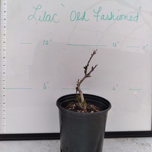 May include: A small lilac plant in a black plastic pot. The plant has a few small green leaves and several bare branches. The text "Lilac Old Fashioned" is written in cursive on a white background. The pot is approximately 6 inches tall.