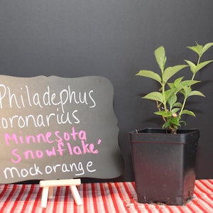 May include: A Philadelphus coronarius 'Minnesota Snowflake' mock orange plant in a black square plastic pot next to a black chalkboard sign with white and pink handwritten text that reads Philadelphus coronarius Minnesota Snowflake mock orange.