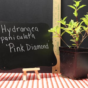 May include: A potted Hydrangea paniculata 'Pink Diamond' plant with vibrant green leaves and red stems. A small chalkboard sign displays the plant's name in white script. A wooden ruler stands beside the plant, and the scene is set against a black backdrop.