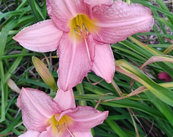 Daylily 'Rosa Bellini', Hemerocallis 'Rosa Bellini'  Reblooming Daylily clump of 2 Fans,  Starter Plant! Live Plant!