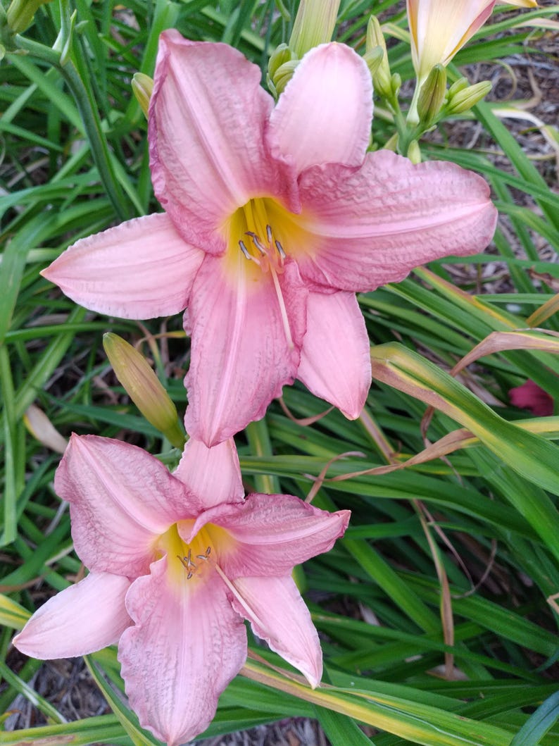 ParadiseByRegina Daylily