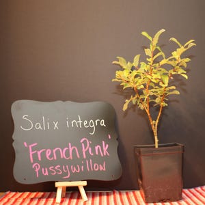 French Pink Pussy Willow Starter Plant (4.5" Pot)
