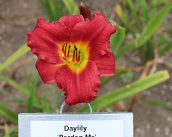 Daylily 'Pardon Me', Hemerocallis 'Pardon Me'  Reblooming Daylily clump of 2 Fans,  Starter Plant! Live Plant!