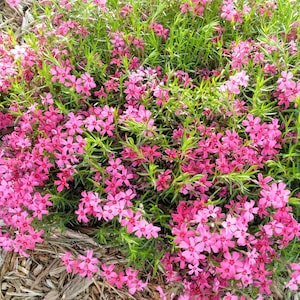 Red Creeping Phlox Plant, Phlox sublata Ground Cover, Live Perennial Flower (4.5" Pot)
