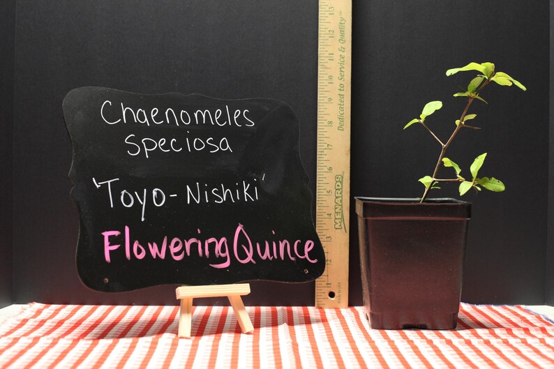 Nishiki Ruler Quince 'toyo Nishiki' - Live Starter Plant (4.5