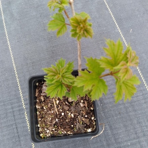 May include: A white ceramic mug with a black handle and the text "But First, Coffee" in a black, handwritten-style font. The mug is on a white surface.