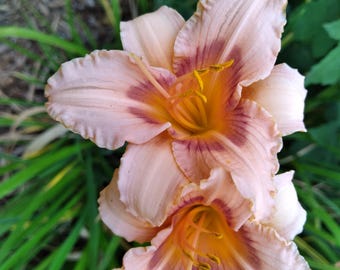 Daylily 'Blackberries and Cream', Hemerocallis 'Blackberries and Cream'   Daylily clump of 2 Fans,  Starter Plant! Live Plant!