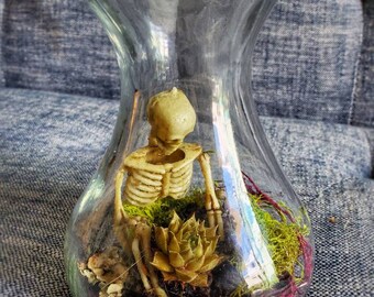 Babysitting Succulent