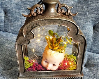 Baby head succulent