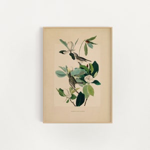 May include: A vintage illustration of two birds perched on a branch of a magnolia tree with white blossoms. The birds are depicted in a realistic style with detailed feathers and markings. The background is a light cream color.