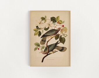 Impresión artística de la paloma pájaro / decoración de la academia ligera / pintura al óleo vintage / impresión de pájaro antiguo / arte vintage / arte francés / arte de pared imprimible